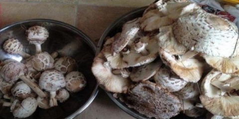 Kišobran od gljiva: kako kuhati za zimu, recepti sa fotografijama